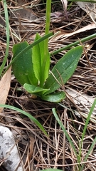 Pterostylis foliata
