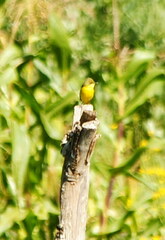 Pseudocolopteryx acutipennis