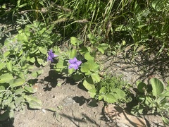 Ruellia occidentalis
