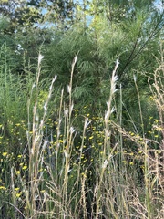 Andropogon virginicus