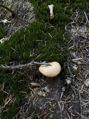 Chroogomphus tomentosus