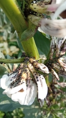 Aphis fabae