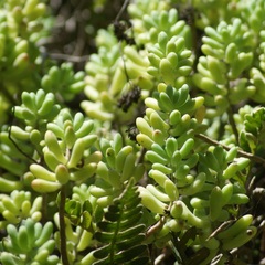 Sedum pachyphyllum