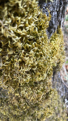 Homalothecium sericeum