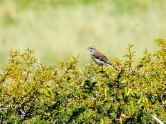 Mimus dorsalis