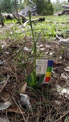 Pterostylis foliata