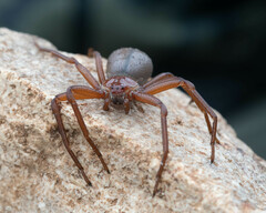 Sicarius thomisoides