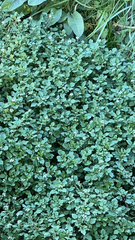 Nasturtium officinale