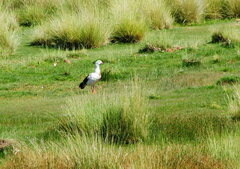Oressochen melanopterus