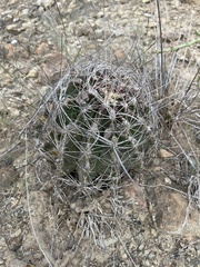Hamatocactus hamatacanthus