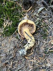 Chroogomphus tomentosus