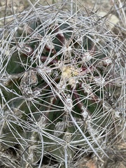Hamatocactus hamatacanthus