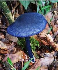 Entoloma panniculus