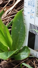 Pterostylis foliata