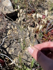 Silene douglasii