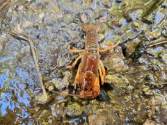 Cambarus