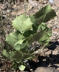 Acourtia nana