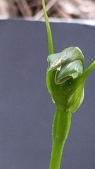 Pterostylis foliata