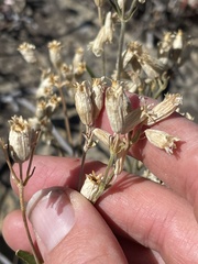 Silene douglasii