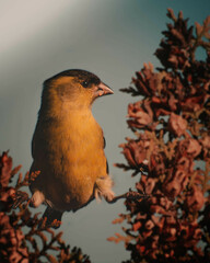 Spinus barbatus