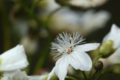 Drosera pallida