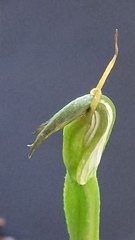 Pterostylis foliata