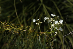 Drosera pallida