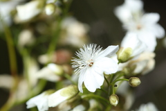 Drosera pallida