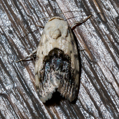 Ponometia erastrioides