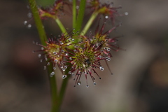 Drosera porrecta