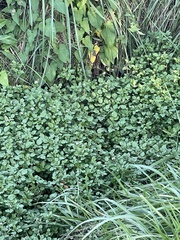 Nasturtium officinale
