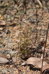 Drosera porrecta