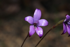 Elythranthera brunonis