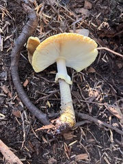 Amanita augusta