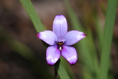 Elythranthera brunonis