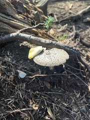 Amanita augusta