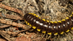 Harpaphe haydeniana
