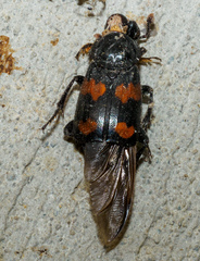 Nicrophorus orbicollis