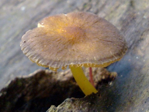 Pluteus pauperculus image