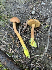 Chalciporus