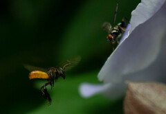 Trigona fulviventris