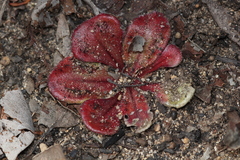 Drosera collina