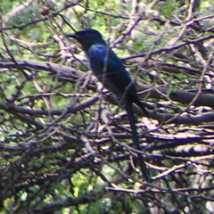 Dicrurus leucophaeus