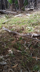 Pterostylis foliata
