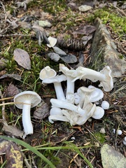 Leucocybe connata