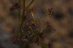 Drosera porrecta