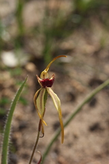 Caladenia longiclavata