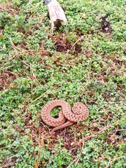 Storeria storerioides