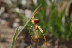Caladenia longiclavata