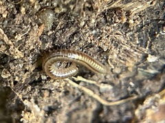 Brachyiulus